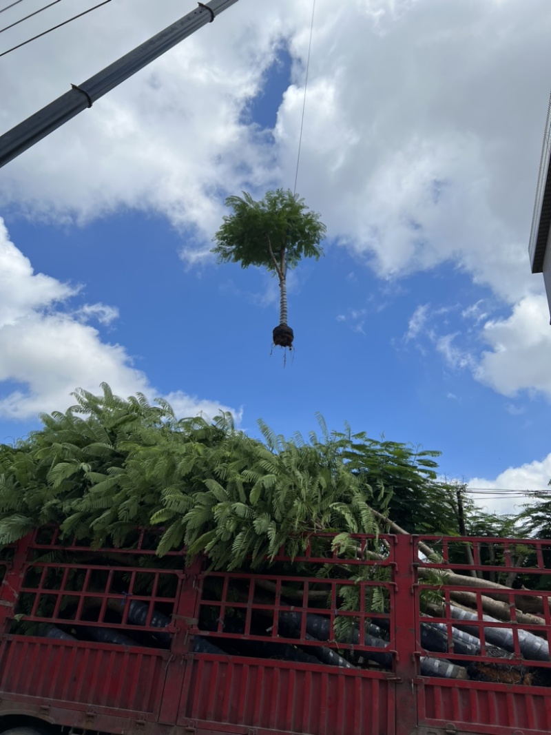大量供应凤凰木18-20分