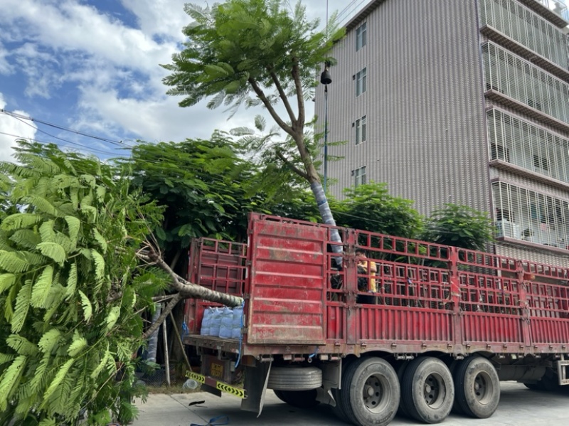 大量供应凤凰木18-20分