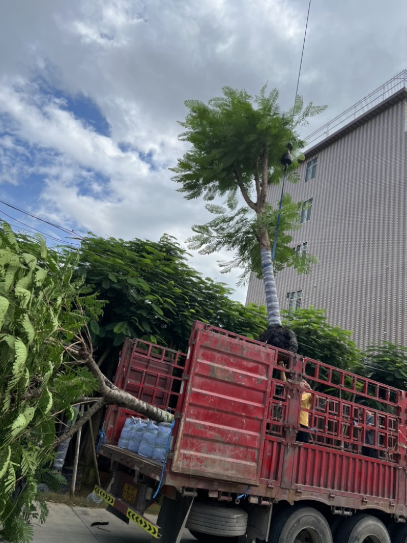 大量供应凤凰木18-20分