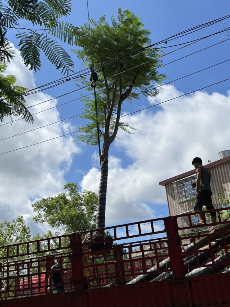 大量供应凤凰木18-20分