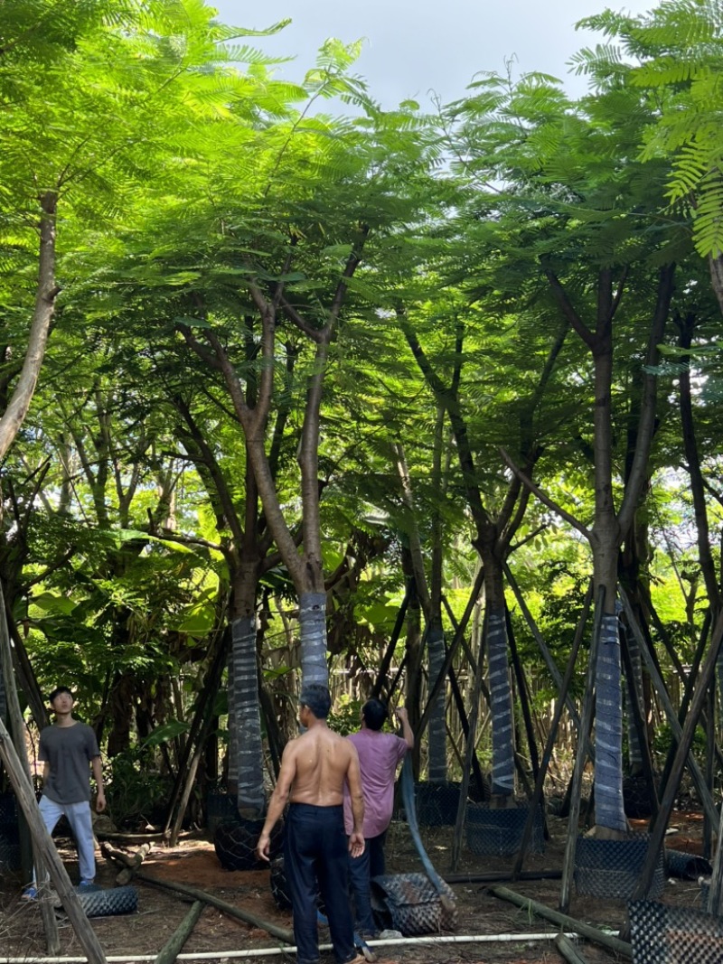 大量供应凤凰木18-20分