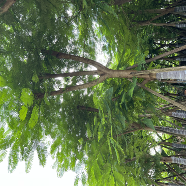 大量供应凤凰木18-20分