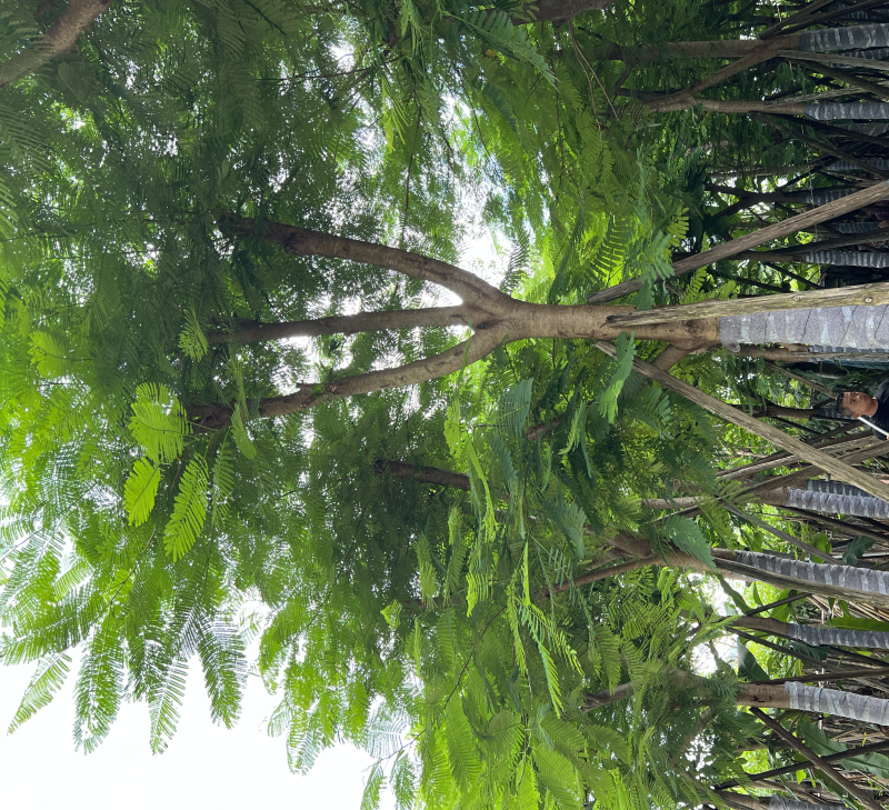 大量供应凤凰木18-20分