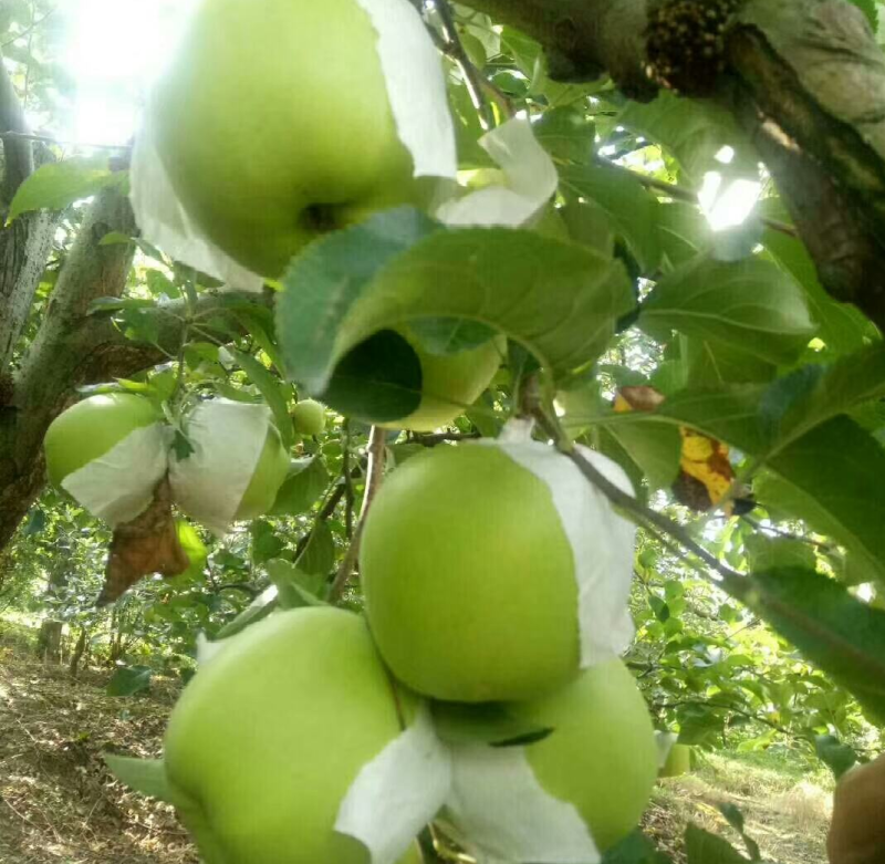 高山地区青苹果，套袋青苹果，阳光果，清脆苹果