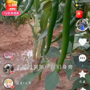 艳红辣椒