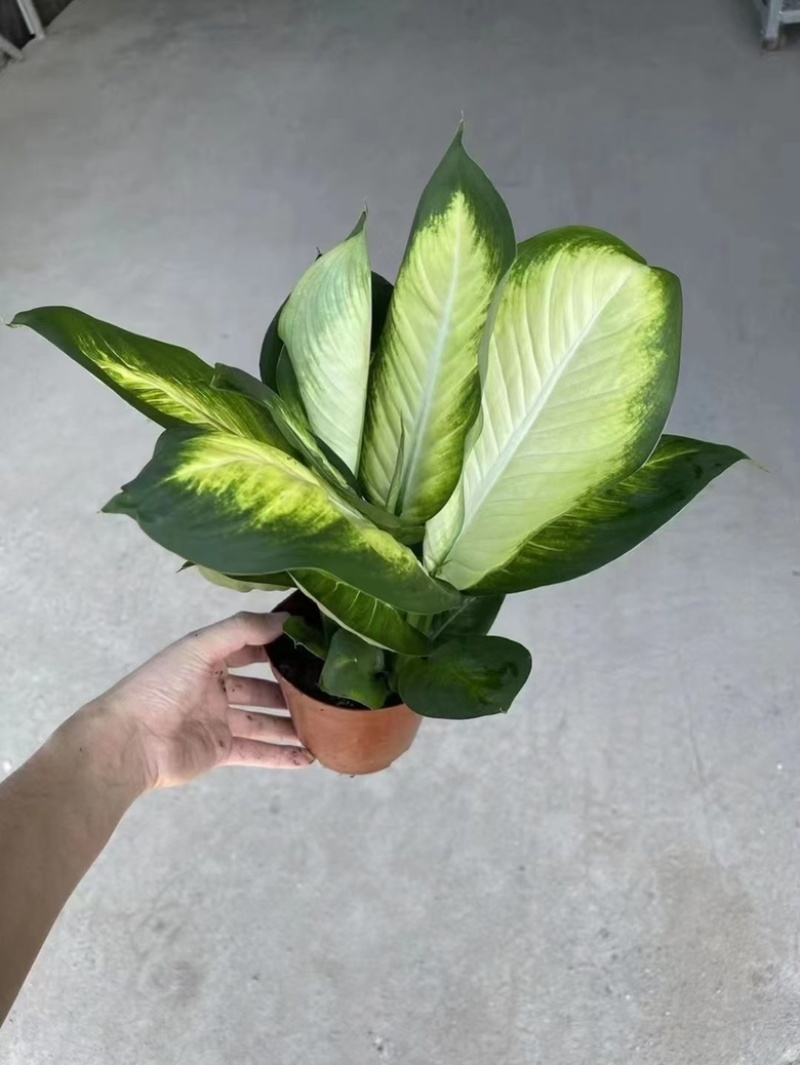 花叶万年青玛丽安，多规格质优价廉，广州基地直发