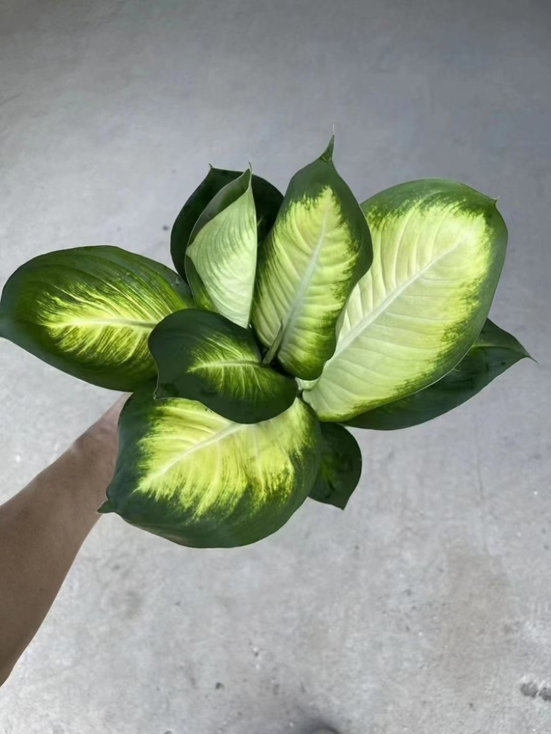 花叶万年青玛丽安，多规格质优价廉，广州基地直发