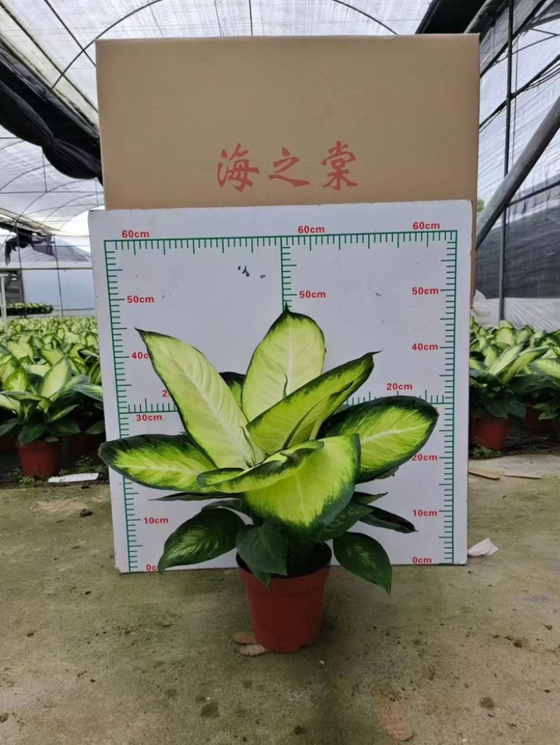 花叶万年青玛丽安，多规格质优价廉，广州基地直发