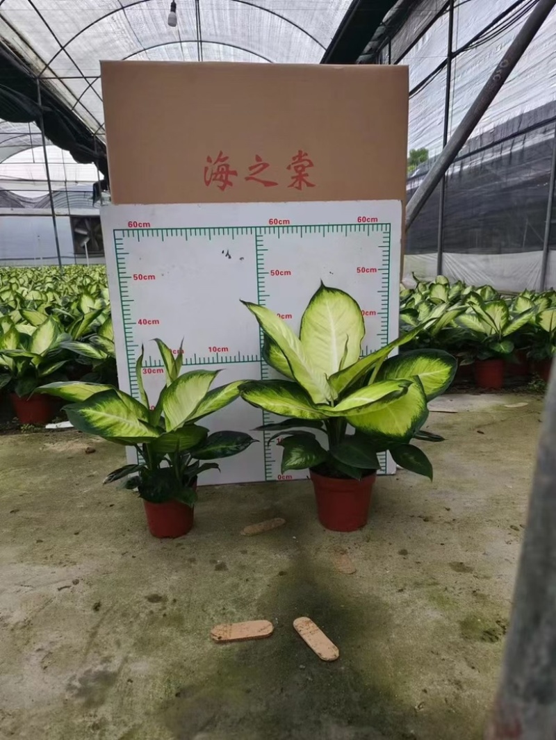 花叶万年青玛丽安，多规格质优价廉，广州基地直发