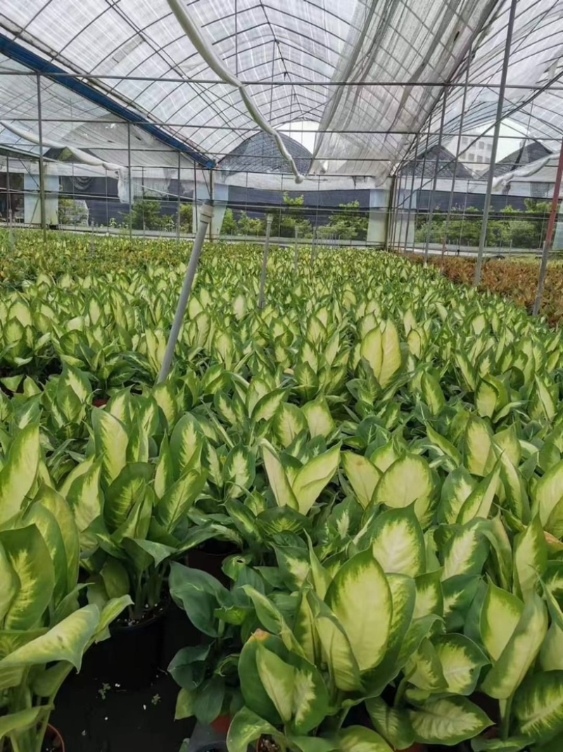 花叶万年青玛丽安，多规格质优价廉，广州基地直发