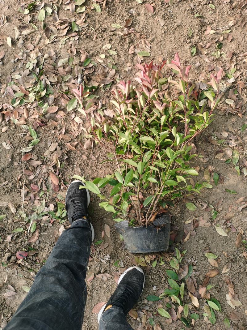 苏北红叶石楠基地，桶苗杯苗球类均有销售