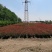 苏北红叶石楠基地，桶苗杯苗球类均有销售
