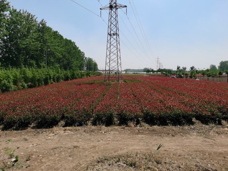 苏北红叶石楠基地，桶苗杯苗球类均有销售
