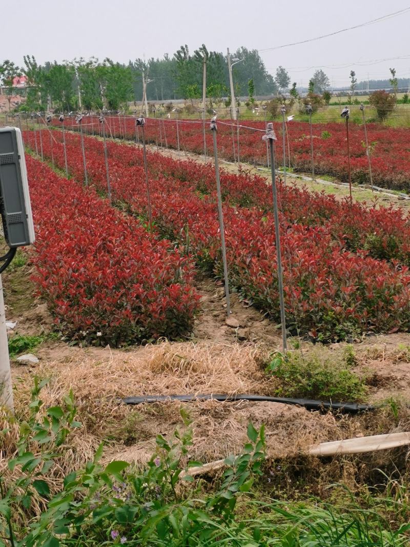 苏北红叶石楠基地，桶苗杯苗球类均有销售
