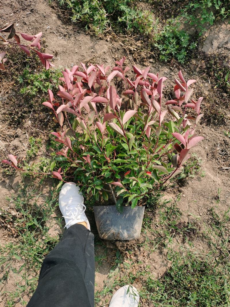 苏北红叶石楠基地，桶苗杯苗球类均有销售