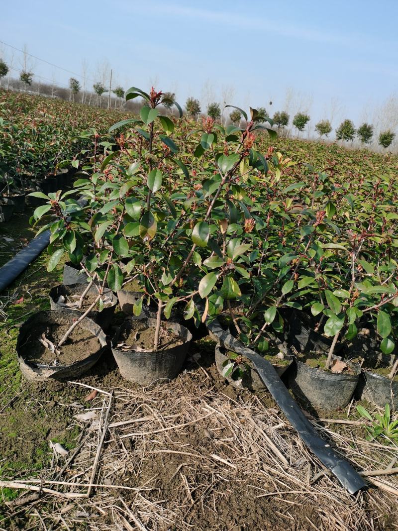 苏北红叶石楠基地，桶苗杯苗球类均有销售
