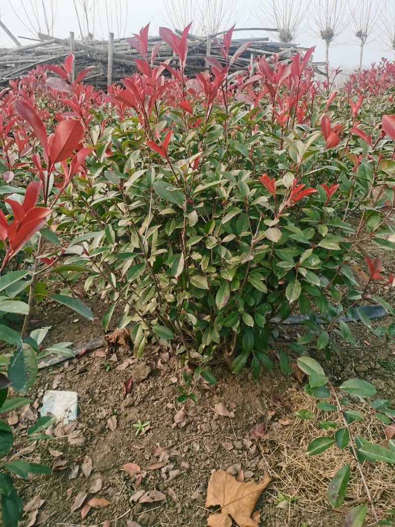 苏北红叶石楠基地，桶苗杯苗球类均有销售