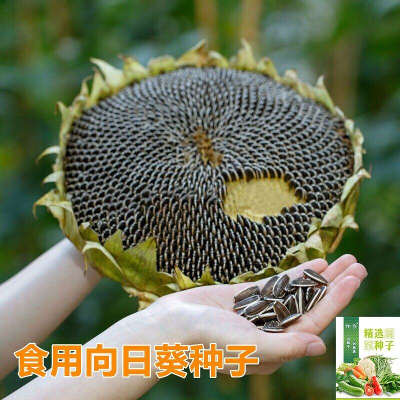 向日葵种子食用高产向日葵种籽观赏食用大粒特高产向日葵种籽