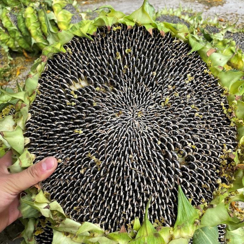 向日葵种子食用高产向日葵种籽观赏食用大粒特高产向日葵种籽