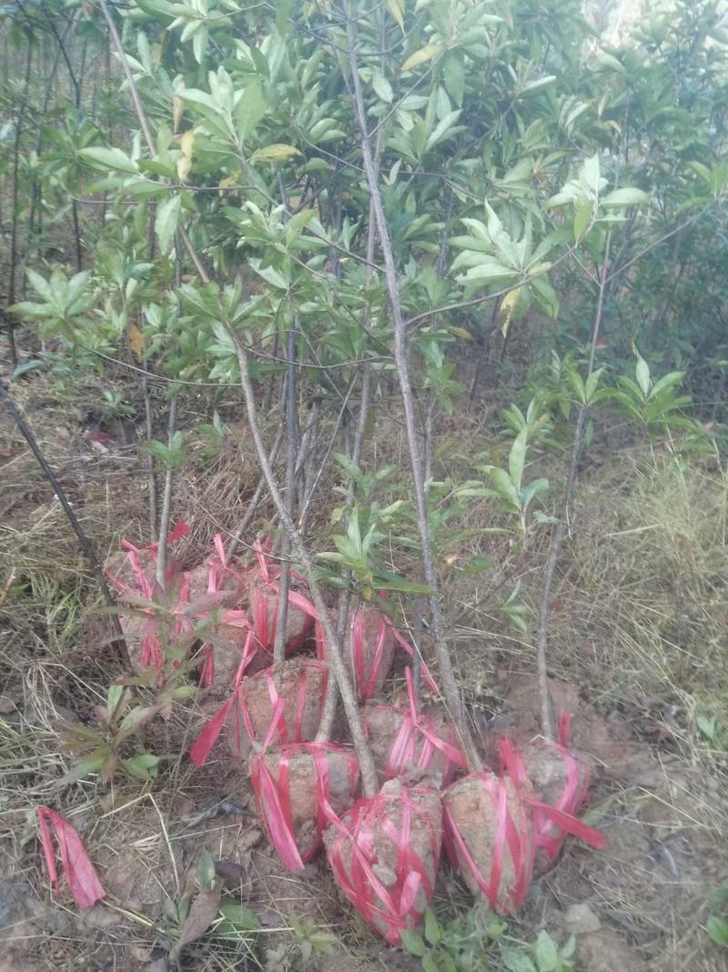 木荷一年地苗，杯苗自家苗圃直供产地批发一手货源，没有中间