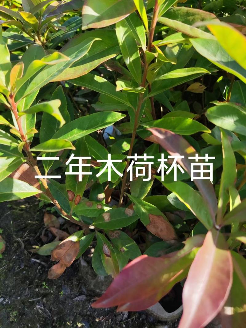 木荷一年地苗，杯苗自家苗圃直供产地批发一手货源，没有中间