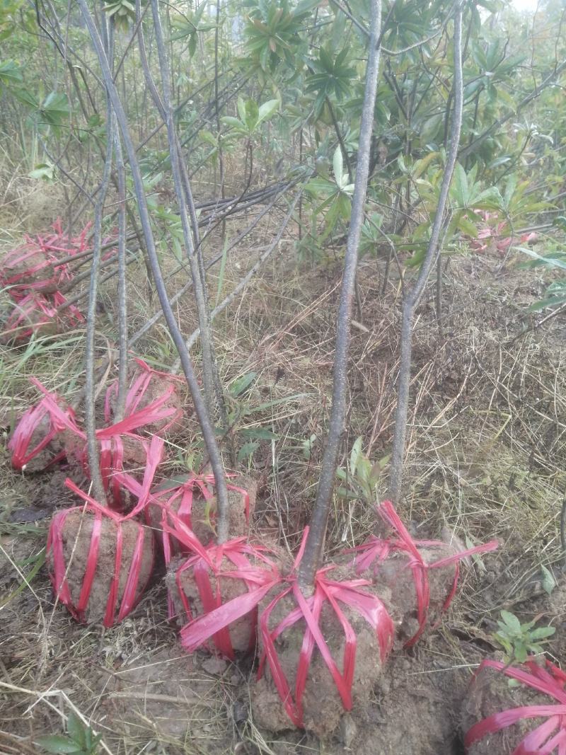 木荷一年地苗，杯苗自家苗圃直供产地批发一手货源，没有中间