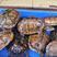 广东龟有喜养殖场，长期出售以上南种石金钱龟