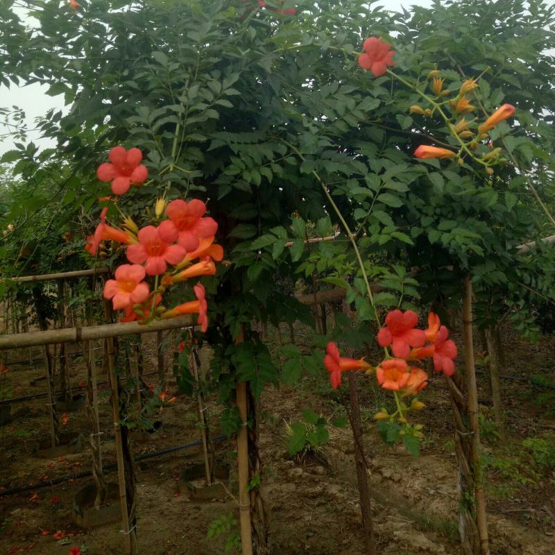 辫子棒棒糖精品美国凌霄花，盆栽地栽庭院农家院种植