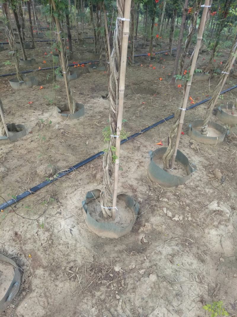 辫子棒棒糖精品美国凌霄花，盆栽地栽庭院农家院种植