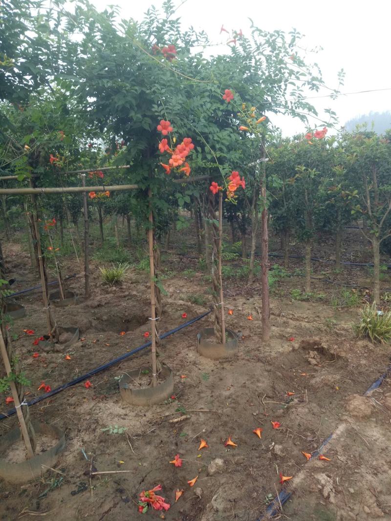 辫子棒棒糖精品美国凌霄花，盆栽地栽庭院农家院种植