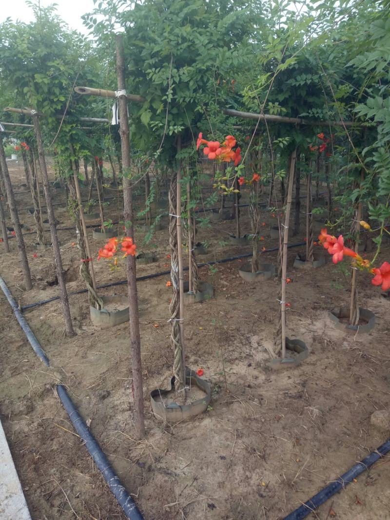 辫子棒棒糖精品美国凌霄花，盆栽地栽庭院农家院种植