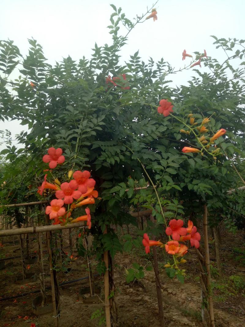 辫子棒棒糖精品美国凌霄花，盆栽地栽庭院农家院种植