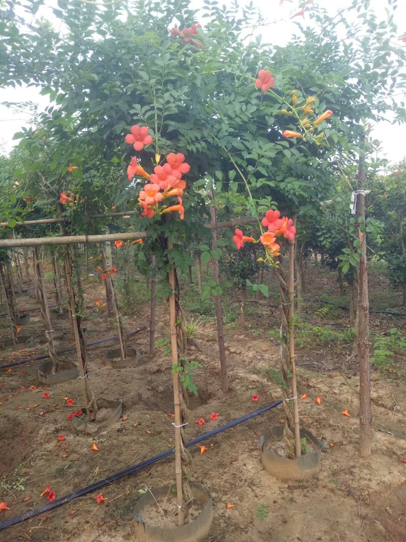 辫子棒棒糖精品美国凌霄花，盆栽地栽庭院农家院种植