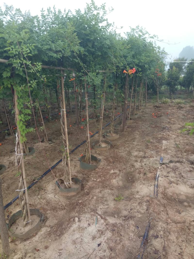 辫子棒棒糖精品美国凌霄花，盆栽地栽庭院农家院种植