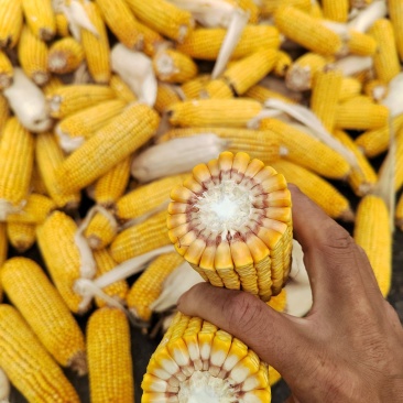 大量供应春玉米棒
