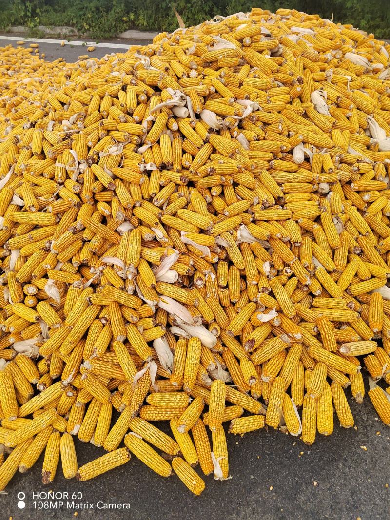 大量供应春玉米棒