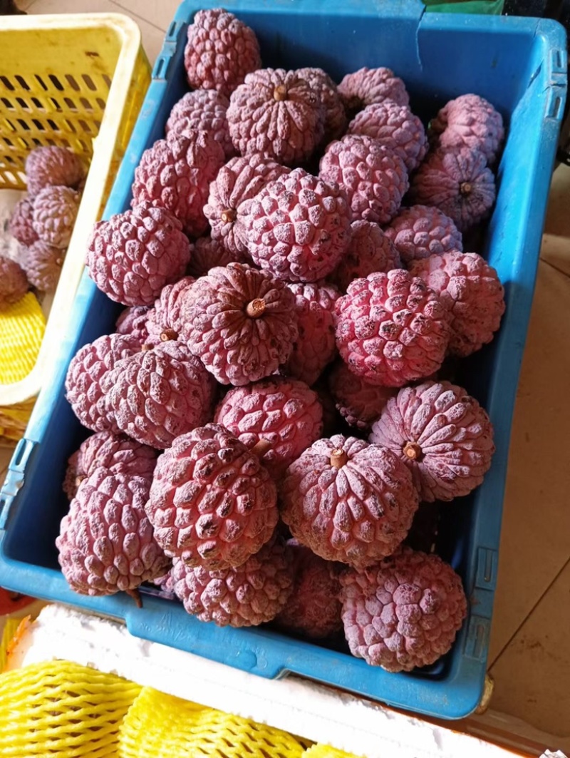 现摘现发/来自祖国大陆最南端的玫瑰红释迦/鲜甜软糯
