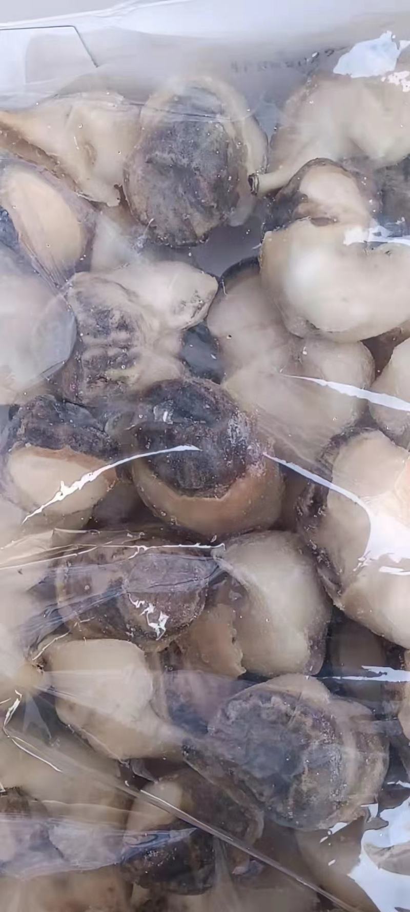 单冻海螺肉全国发货餐饮可用江苏连云港发货