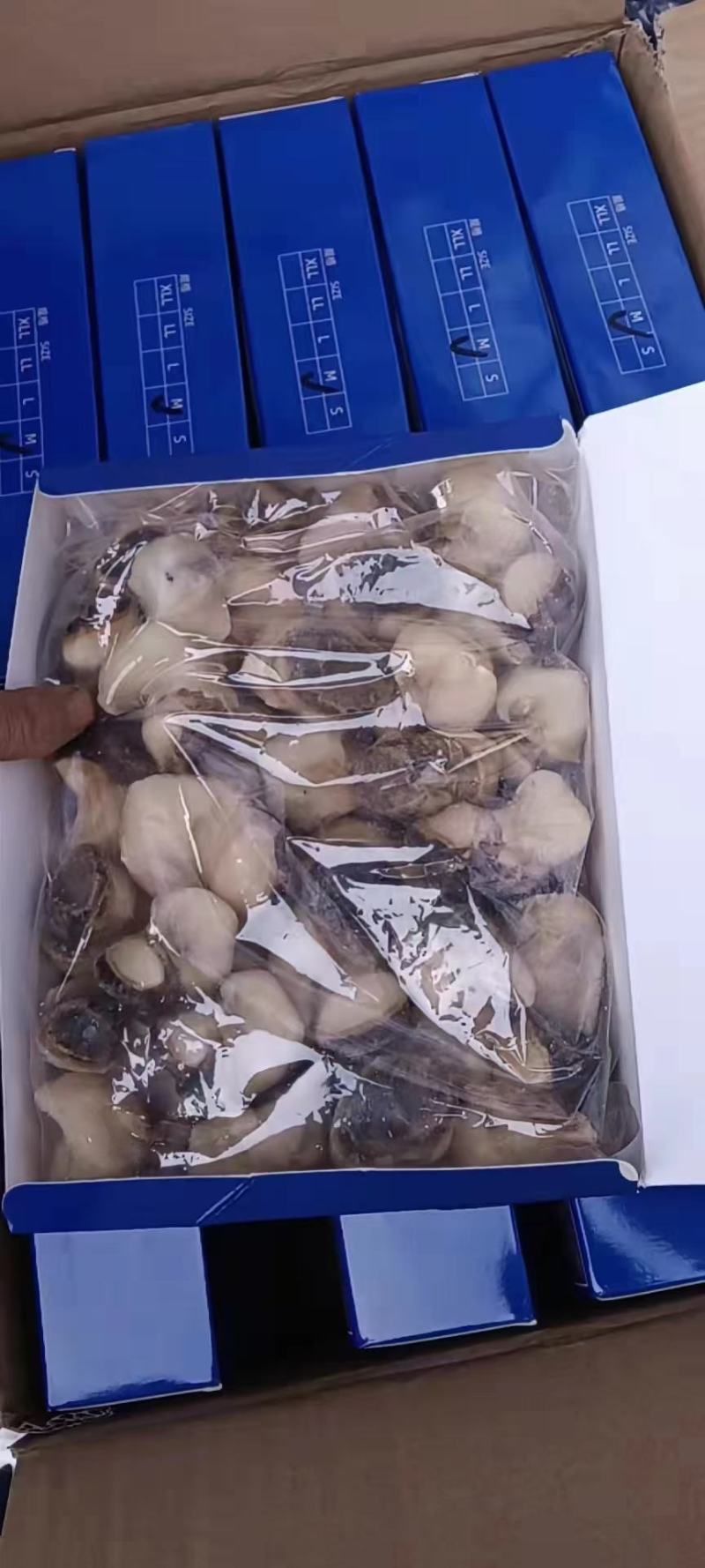 单冻海螺肉全国发货餐饮可用江苏连云港发货