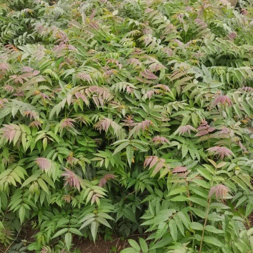 【平台推荐】云南省弥勒市高原四季红油香椿种苗，反季节品种