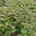 【平台推荐】云南省弥勒市高原四季红油香椿种苗，反季节品种