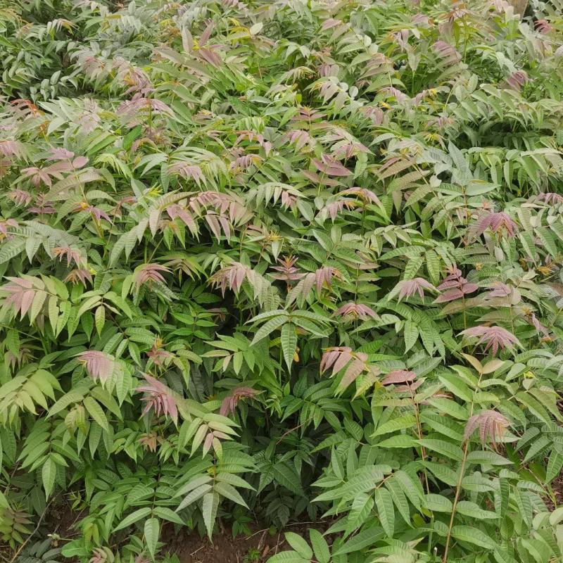 【平台推荐】云南省弥勒市高原四季红油香椿种苗，反季节品种