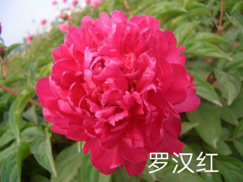 观赏多花芍药千层大花，鲜切花芍药种苗，货源充足来电优惠。