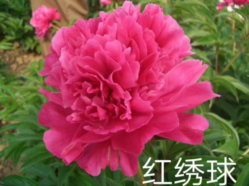 观赏多花芍药千层大花，鲜切花芍药种苗，货源充足来电优惠。