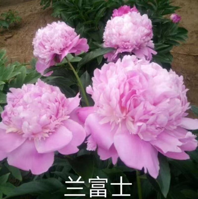 观赏多花芍药千层大花，鲜切花芍药种苗，货源充足来电优惠。