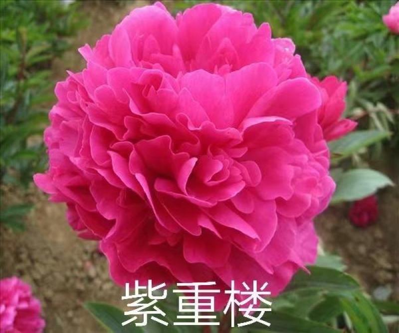 观赏多花芍药千层大花，鲜切花芍药种苗，货源充足来电优惠。