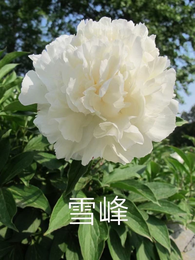 观赏多花芍药千层大花，鲜切花芍药种苗，货源充足来电优惠。