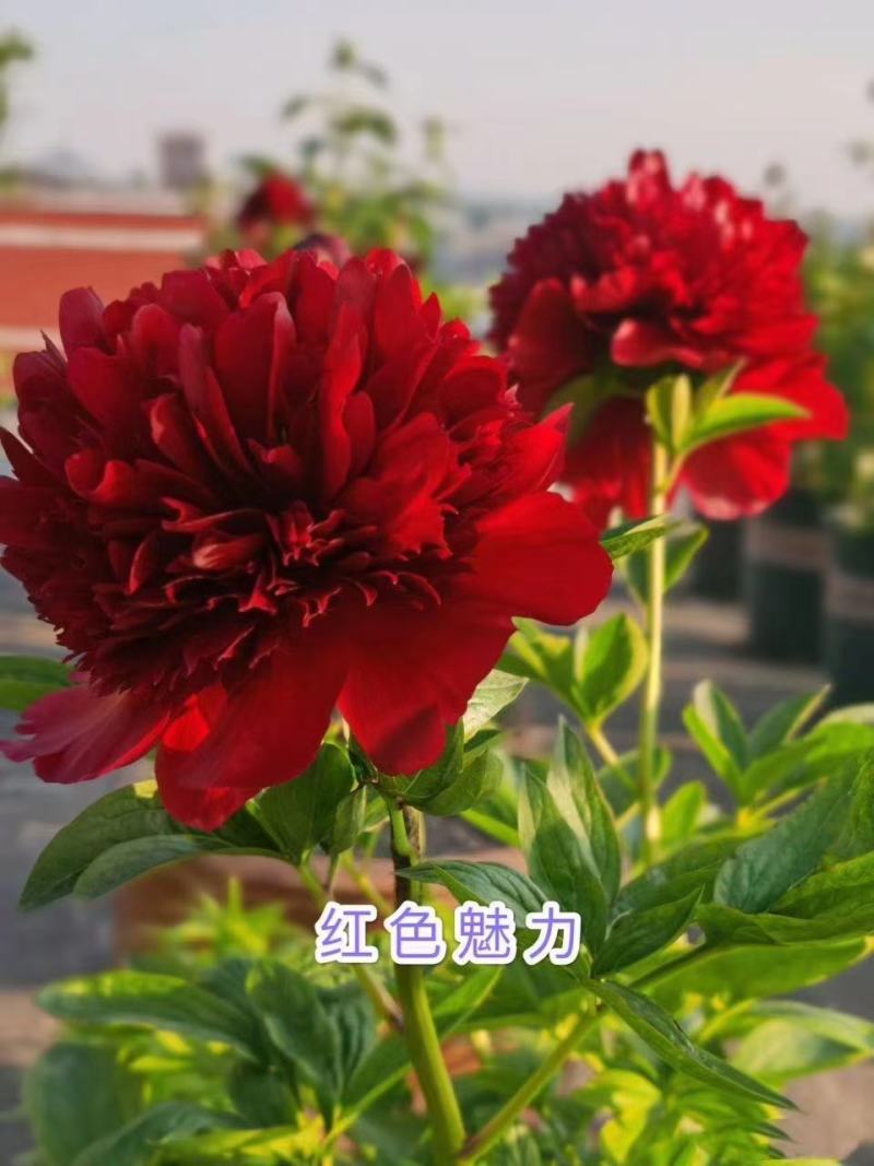 观赏多花芍药千层大花，鲜切花芍药种苗，货源充足来电优惠。