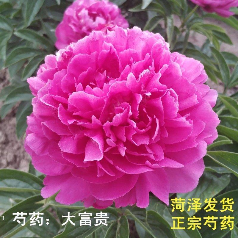 观赏多花芍药千层大花，鲜切花芍药种苗，货源充足来电优惠。