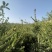 天水云杉【9年苗木】1m2m3m景观树绿植树风景树